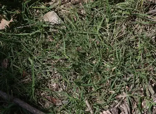 النجيل البرمودا