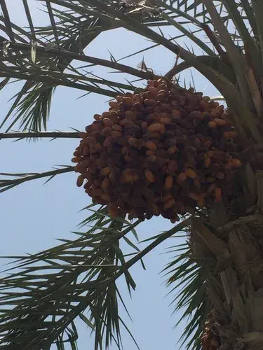نخلة التمر